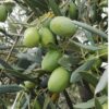 Olivo Grossa di Spagna da Tavola