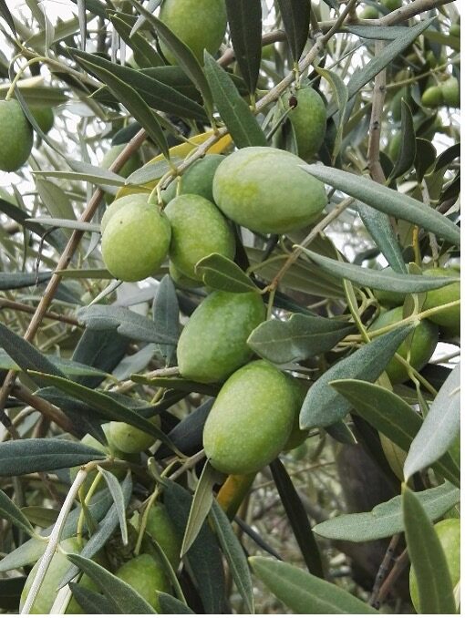 Olivo Grossa di Spagna da Tavola
