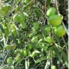 Olivo Itrana