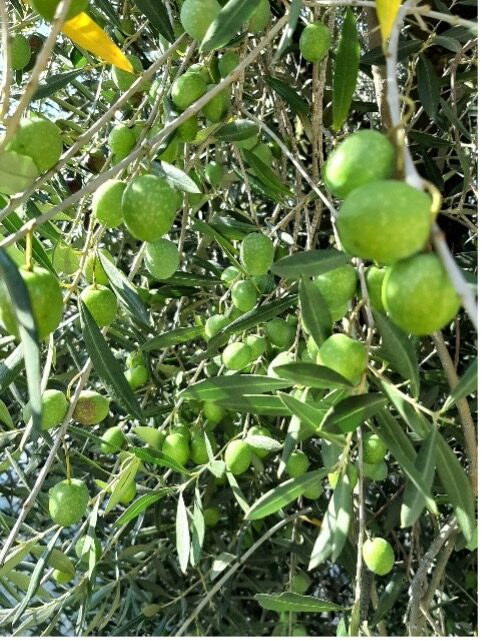Olivo Itrana
