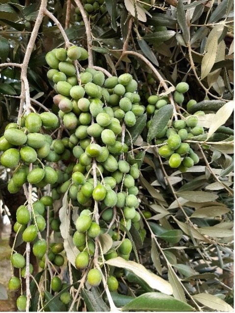 Olivo Leccio del Corno
