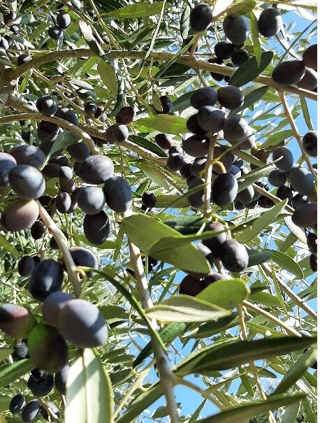 Olivo Varietà Leccino