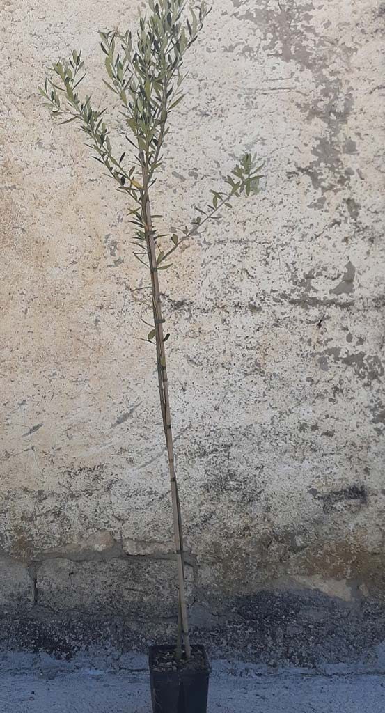 Olivo Frantoio