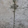 Olivo Grossa di Spagna da Tavola