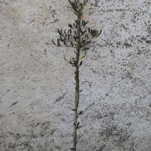Olivo Grossa di Spagna da Tavola
