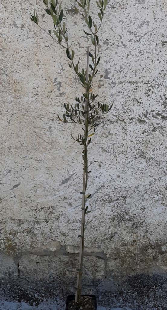 Olivo Grossa di Spagna da Tavola