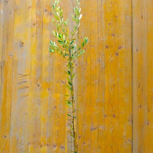 Olivo Leccio del Corno