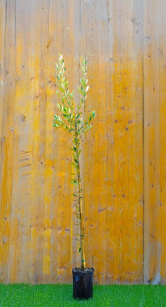 Olivo Leccio del Corno