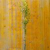 Olivo Leucocarpa Bianca